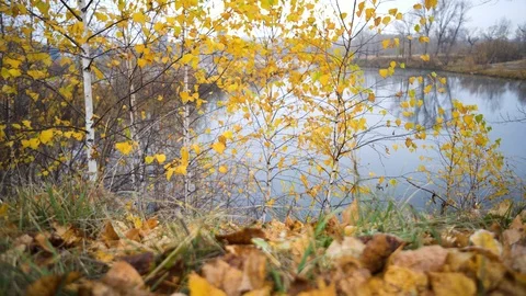 The Autumn Park. Stock Footage 98600377