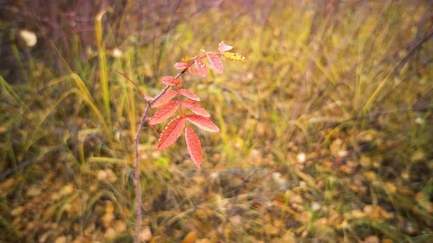 The Autumn Park. Stock Footage 98600396