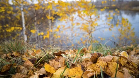 The Autumn Park. Stock Footage 98600443