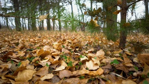 The Autumn Park. Stock Footage 98600461