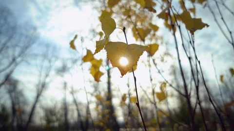 The Autumn Park. Stock Footage 98600492