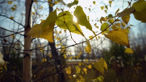 The Autumn Park. Stock Footage 98600562