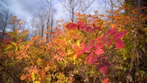 The Autumn Park. Stock Footage 98600602