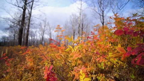 The Autumn Park. Stock Footage 98600623