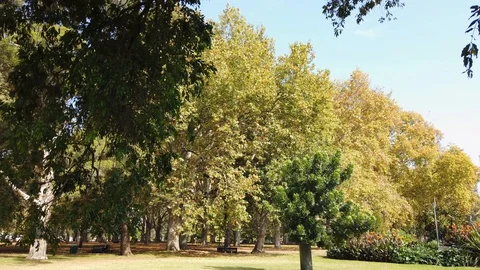 Autumn Park Stock-Footage 106799207