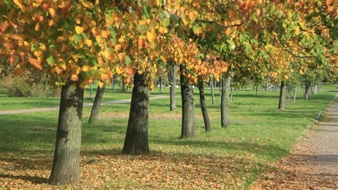 Autumn in the park. Stock Footage 140424449