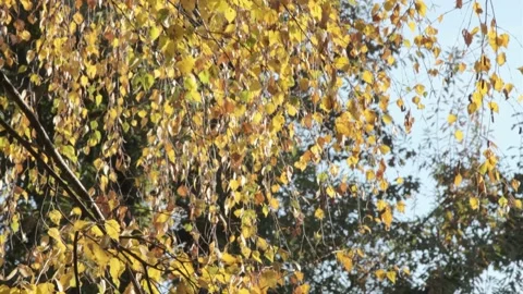 Autumn Park Video stock 142408716