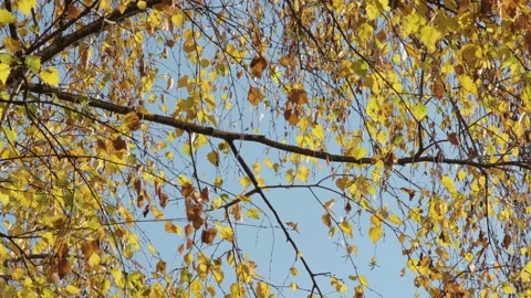 Autumn Park Video stock 142408717
