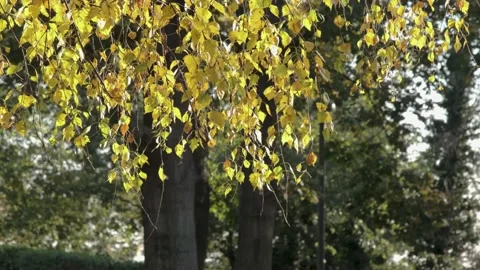 Autumn Park Video stock 142408718