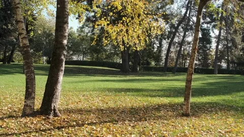Autumn Park Video stock 142408719