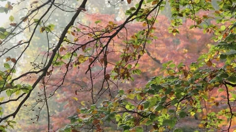 Autumn Park Video stock 142408730