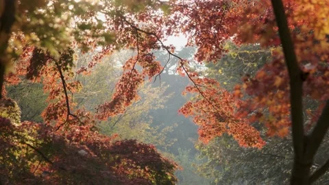Autumn Park Video stock 142408740