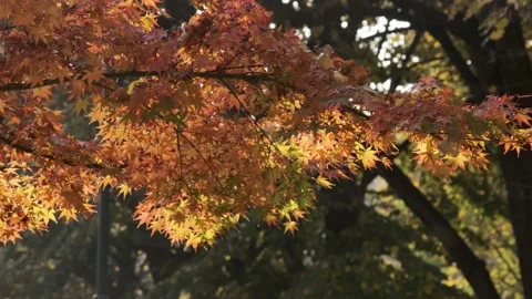 Autumn Park 库存影片 142408747