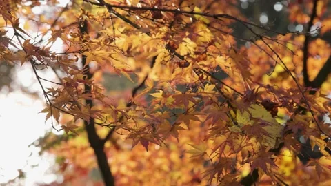 Autumn Park Video stock 142408748