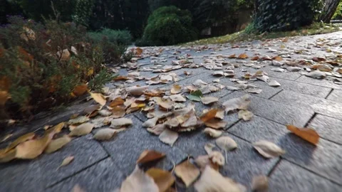 Autumn in the park Video stock 142594139