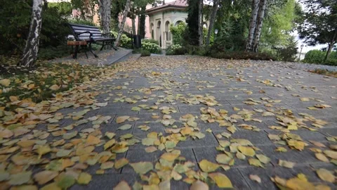 Autumn in the park Stock Footage 142594150