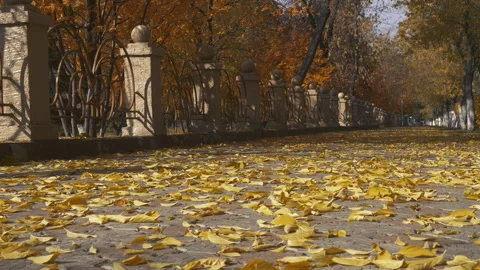 Autumn Park 스톡 동영상 162440509