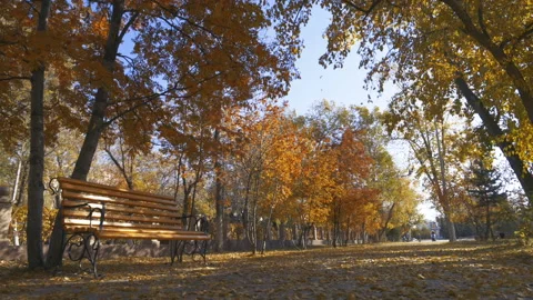 Autumn in the park Stock-Footage 162479224