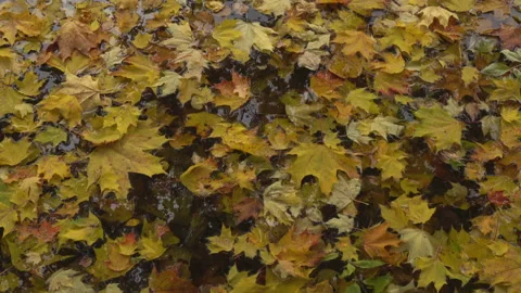 Autumn park Vidéo 162555544