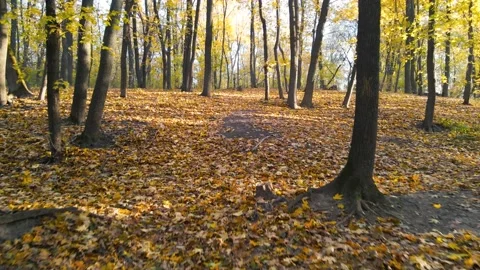 Autumn Park Stock Footage 204125483