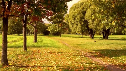 Autumn park. Stock Footage 213533650