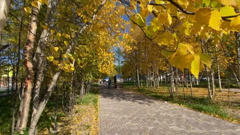 Autumn Park 動画素材 250189747