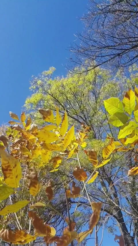 Autumn in the park Video stock 254342428