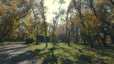 Autumn Park Stock Footage 288429413