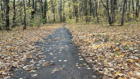 Autumn park Stock Footage 293356567