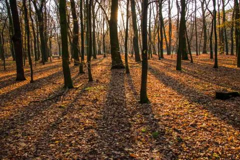 Autumn park, forest with sun rays beautiful landscape photo. Almost bare tree Stock Photos