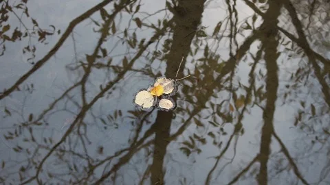 Autumn park leaf reflections Stock Footage 103829461