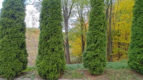 Autumn Park movement to the side Stock-Footage 319095871