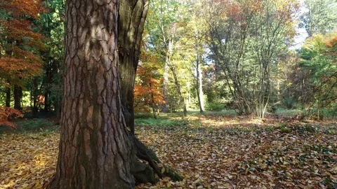Autumn park in October Video stock 97347809