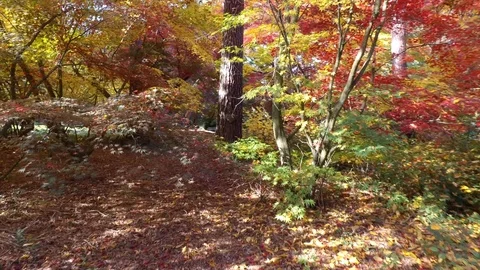 Autumn park in October Video stock 97347952