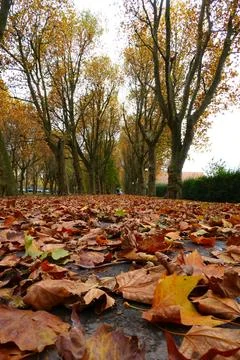 Autumn park path covered with fallen leaves and lined with trees. Stock Photos