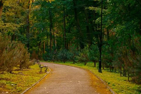 Autumn park path with empty bench and lush green trees in soft sunlight Fotos Stock