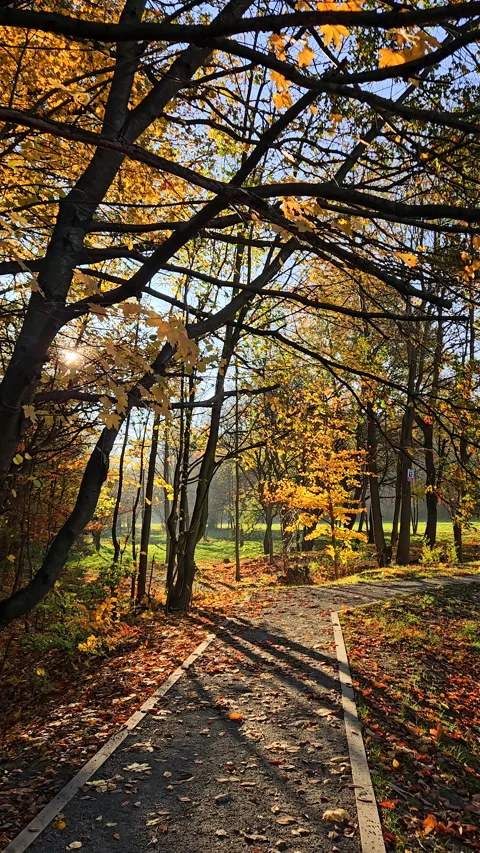 Autumn park path with golden maple leaves and soft morning sunlight. Video stock 344229920
