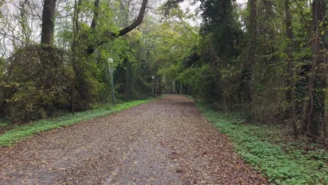 Autumn park path with street lights in green forest Stock Footage 321121353