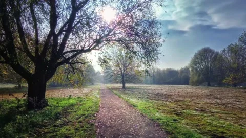 Autumn Park Path with Sunlight and Trees Stock Footage 346038359