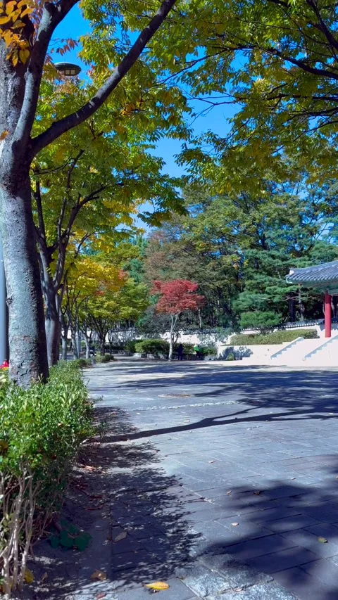 Autumn park path winds beneath colorful trees. Autumn park glows with yellow Видео 343476548