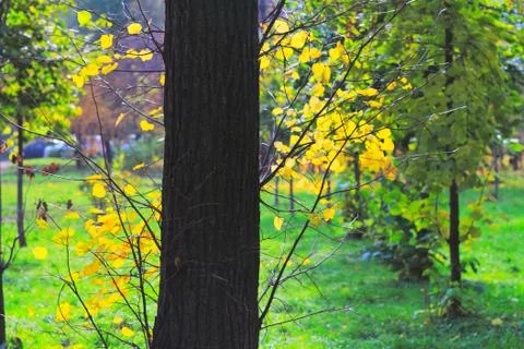 Autumn in the Park Foto stock