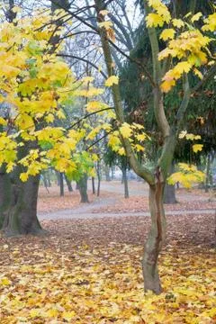 Autumn park Stock Photos