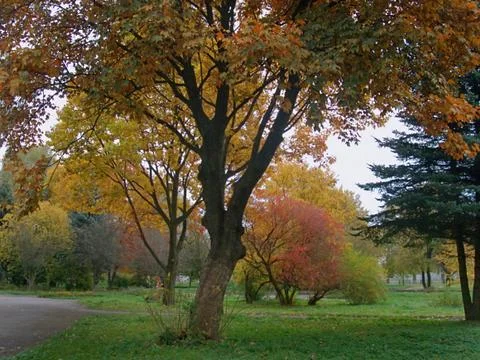 Autumn park Stock Photos