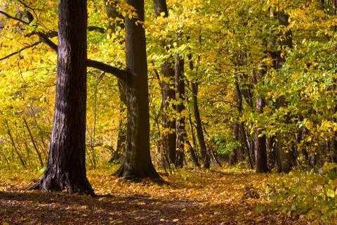 Autumn park Stock Photos