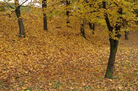 Autumn in a park Stock Photos