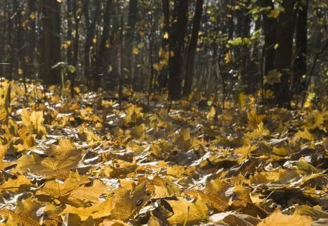 Autumn park Stock Photos