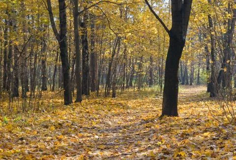 Autumn park Stock Photos