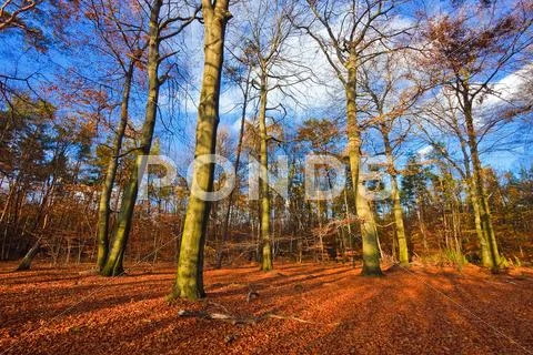Autumn park Stock Photos