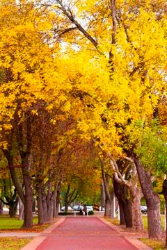 Autumn in the park Foto stock