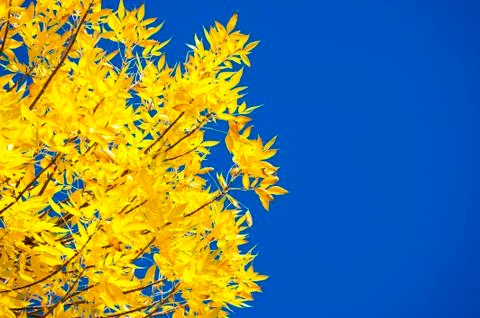 Autumn in the park Stock Photos
